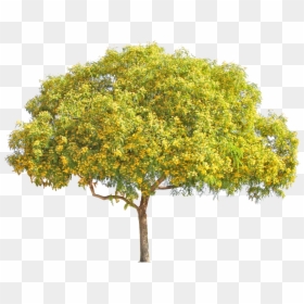 Yellow Flower Tree Png , Png Download - Palo Verde Tree Png, Transparent Png - photoshop tree png
