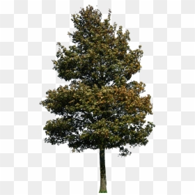 Cedar Tree Png Pic - Architecture Tree Png Render, Transparent Png - photoshop tree png
