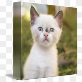 Clip Art Cute Kitty - Kitten, HD Png Download - cute kitty png