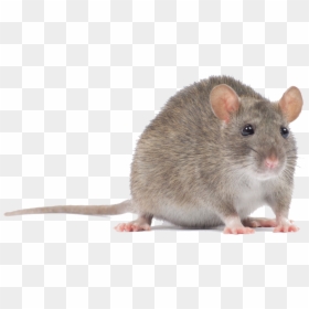 Transparent Mouse Animal Png - Mouse Animal Png, Png Download - png mouse