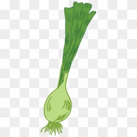 Illustration, HD Png Download - leek png
