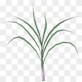 Leek - Grass, HD Png Download - leek png