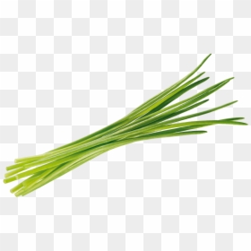 Chives Tomato Transparent Background - Chives Transparent Background, HD Png Download - leek png