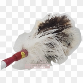 Feather Duster, HD Png Download - feather duster png