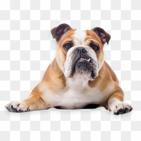 Bulldog Rescue Network - Transparent Background English Bulldog Png, Png Download - english bulldog png