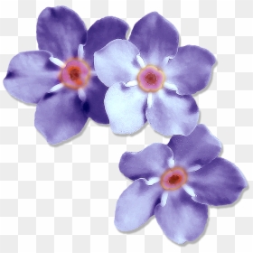 Transparent Forget Me Not Png - Forget Me Not Flower Png, Png Download - forget me not png