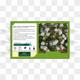 Sugar N - Carpinus Caroliniana Tree Fall, HD Png Download - forget me not png