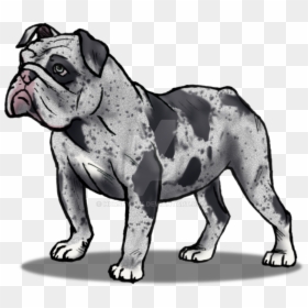 Drawn Bulldog Olde English Bulldogge - Olde English Bulldogge, HD Png Download - english bulldog png