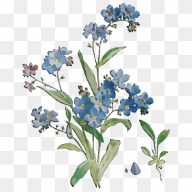 Bluebonnet Grasses Flowers Scorpion Cut Free Hd Image - Forget Me Not Vs Bluebonnet, HD Png Download - forget me not png