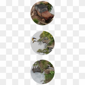 Painted Turtle, HD Png Download - litter png