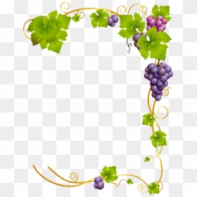 #grapes #vine #vines #stems #decoration #borders #terrieasterly - Transparent Background Grape Vine Png, Png Download - grape vines png