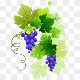 #grapes #vine #vines #stems #decoration #borders #terrieasterly - Grape Vine Transparent Background, HD Png Download - grape vines png