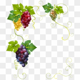 Transparent Grape Vines Clipart - Transparent Background Grape Vine Clipart, HD Png Download - grape vines png