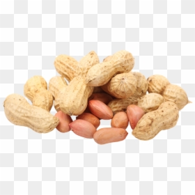 Peanut Seed Legume Pistachio - Transparent Background Peanut Clipart, HD Png Download - pistachio png