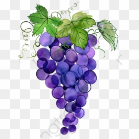 Hand-painted Grapes, Hand Painted, Watercolor, Grape - Watercolor Grape Clipart, HD Png Download - grape vines png