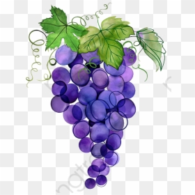 Hand-painted Grapes, Hand Painted, Watercolor, Grape - Watercolor Grape Clipart, HD Png Download - grape vines png