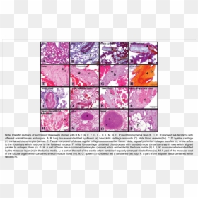 Transparent Tissues Png - Animal Tissues Png, Png Download - tissues png