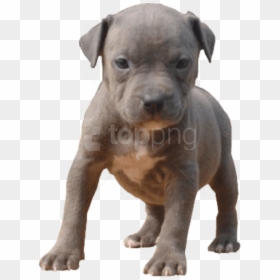 Pitbull Dog Png Collections - Pitbull Puppy Transparent Background, Png Download - dog png clipart