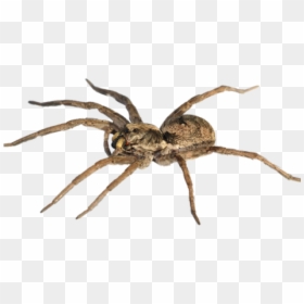 Mosquito Png, Transparent Png - spider.png