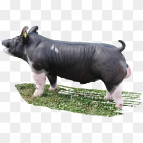 Shot Gun Berkshire Boar, HD Png Download - dam png