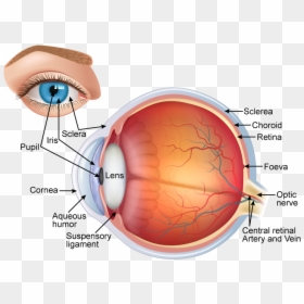 Labelled Diagram Of Human Eye, HD Png Download - human eye png