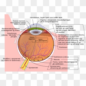 Schematic Diagram Of The Human Eye No - Birdshot Eye, HD Png Download - human eye png