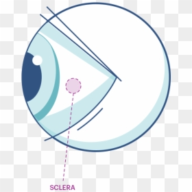Sclera Illustration, HD Png Download - human eye png