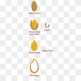 This Is The Base For Ever Increasing Non-communicative - Bran In Brown Rice, HD Png Download - brown rice png