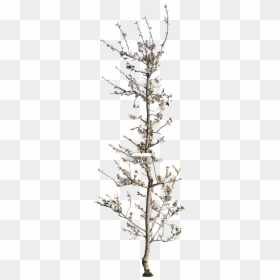 American Larch, HD Png Download - spring tree png