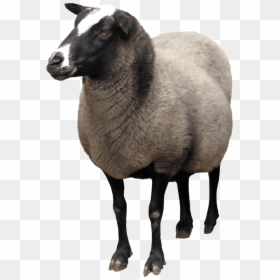 Sheep Png, Transparent Png - sheep png