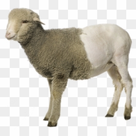 Dolly Sheep Png, Transparent Png - sheep png