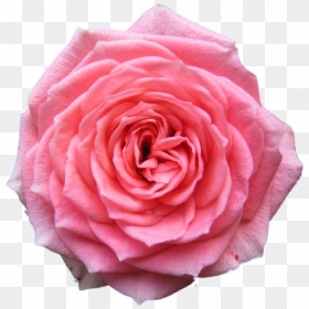 Pink Rose Transparent Background, HD Png Download - pink flower png