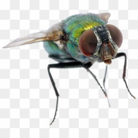 Housefly, HD Png Download - fly png