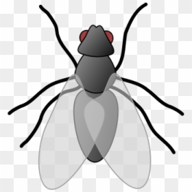 Fly Clip Art, HD Png Download - fly png