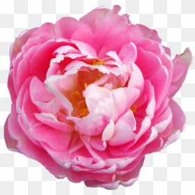 Transparent Pink Flowers Png, Png Download - pink flower png