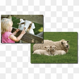 Monaco Di Baviera Zoo, HD Png Download - sheep png