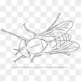 Drawing, HD Png Download - fly png