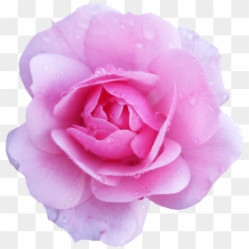 Pink Flower Transparent Background, HD Png Download - pink flower png