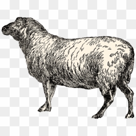 Sheep, HD Png Download - sheep png