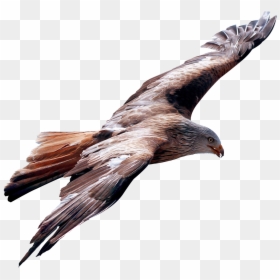Eagle Top View Transparent Background, HD Png Download - fly png