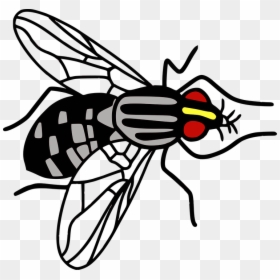 Bee, HD Png Download - fly png