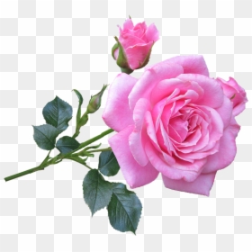 Good Morning Rose Flowers, HD Png Download - pink flower png