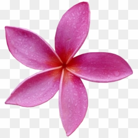 Frangipani, HD Png Download - pink flower png