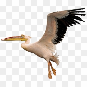 American White Pelican Png, Transparent Png - fly png
