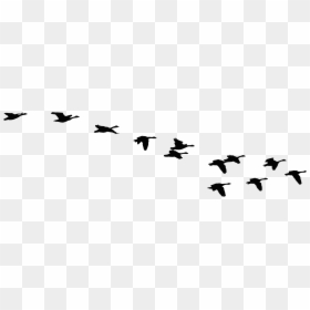 Flock Of Geese Silhouette, HD Png Download - fly png