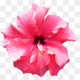 Tropical Flower Transparent Background, HD Png Download - pink flower png