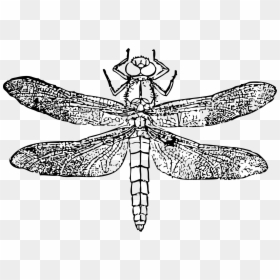 Creepy Insects Clipart Black And White, HD Png Download - fly png