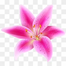 Pink Lily Flower Transparent Background, HD Png Download - pink flower png