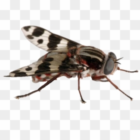 Fly Insect, HD Png Download - fly png