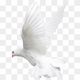 White Bird Transparent Background, HD Png Download - fly png